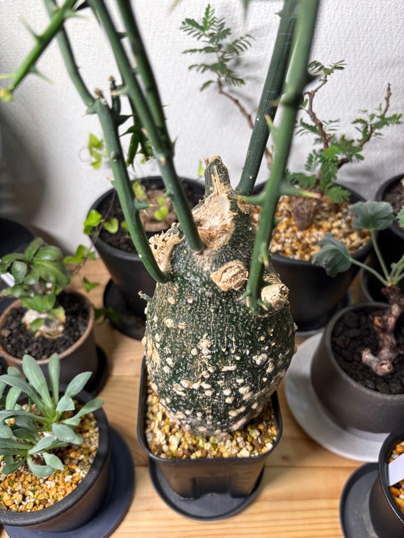 アデニアグロボーサ【※発送時に枝剪定※】 - メルカリ