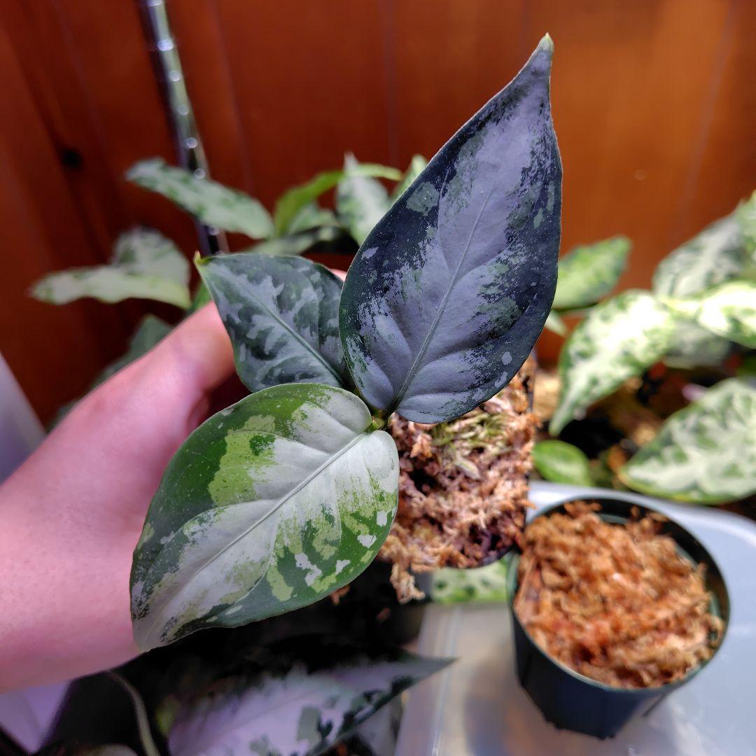 夢PLANTS　柳緑花紅　ラプラス 北海道産】桜夢雫 山幸 / 辛口・赤ワインのお取り寄せ【ボス アグリ