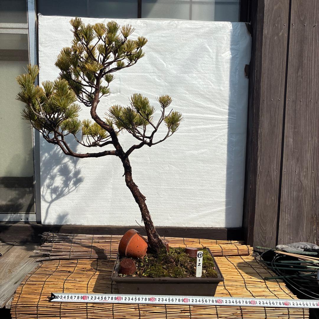 ☆盆栽☆ 赤石五葉松 Z-17 樹齢約50年以上 ☆愛媛県より発送☆ - メルカリ