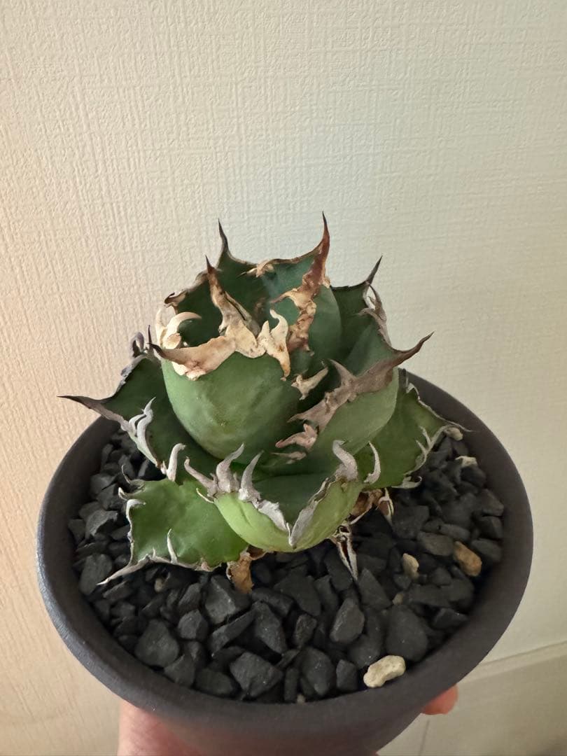 アガベ シーザー 中株 - メルカリ