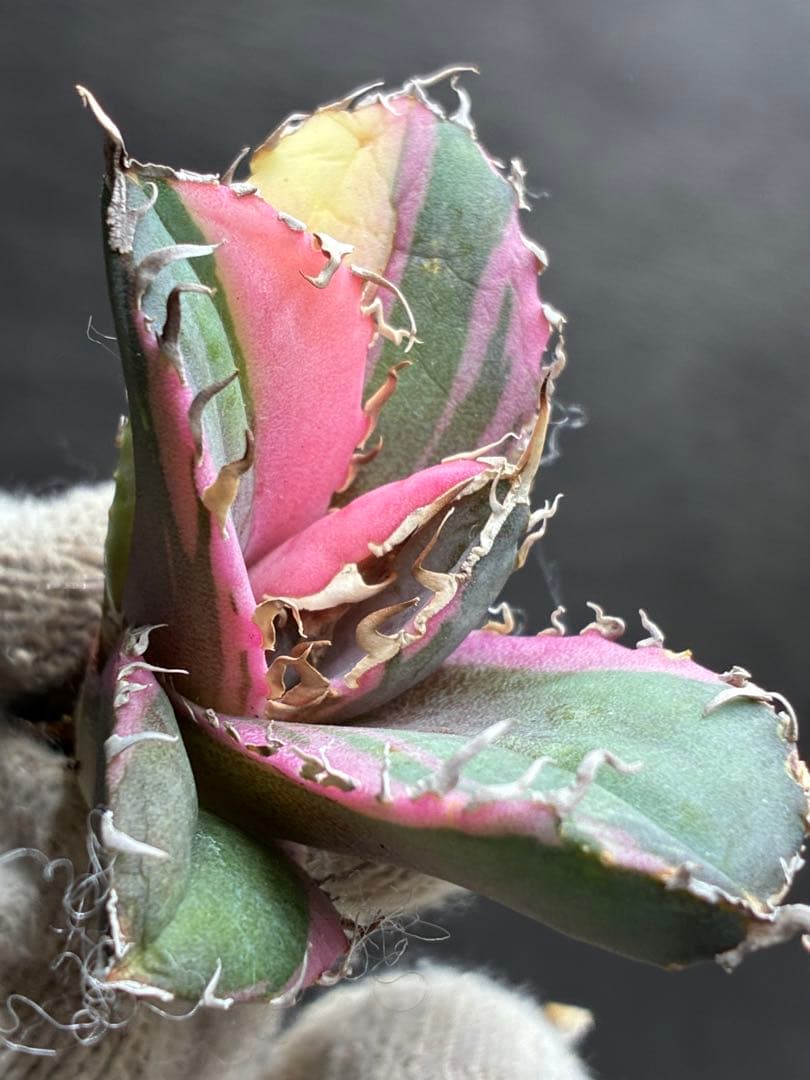 アガベ チタノタ「白鯨錦特殊錦」中斑入り 珍しいカラー 鮮やかな