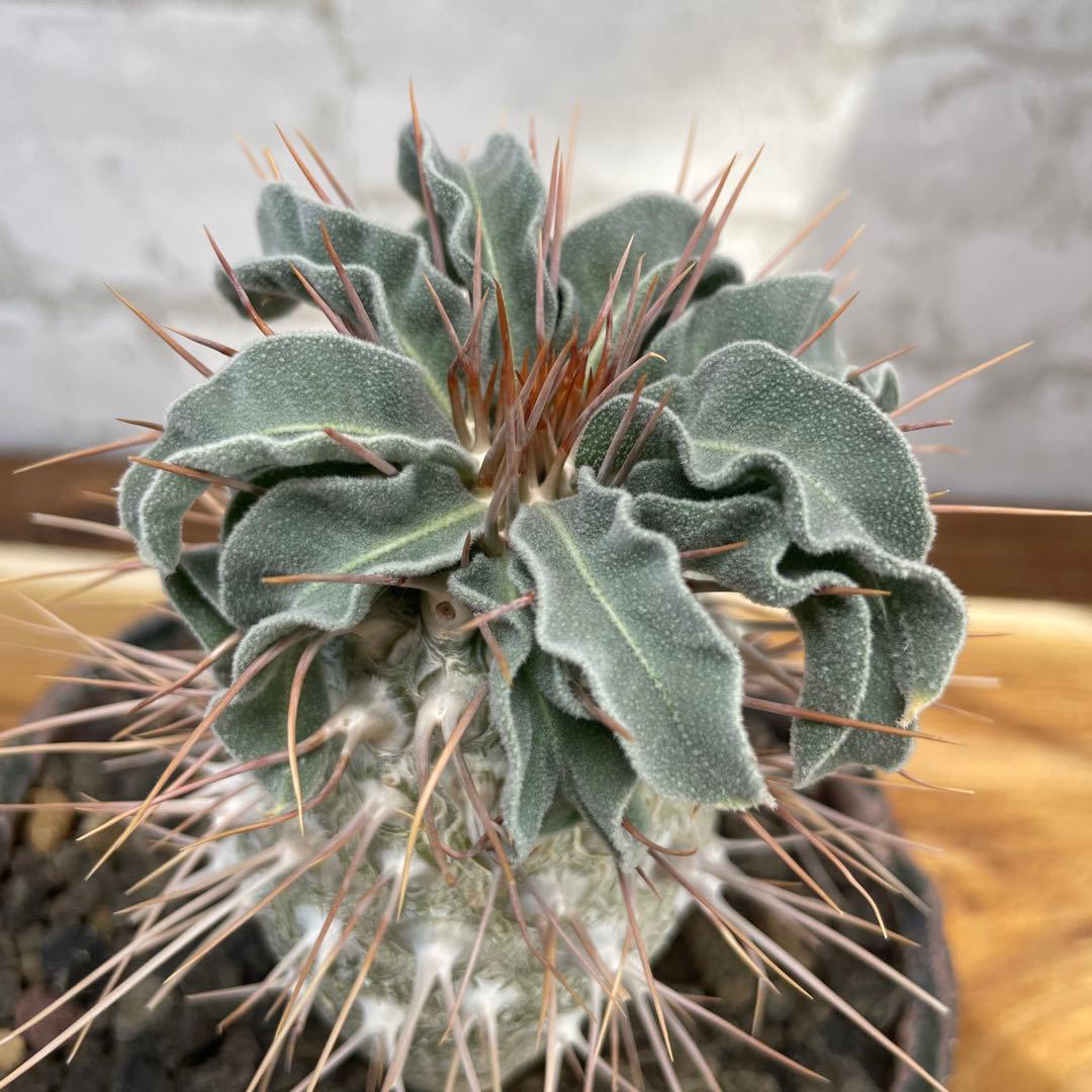 パキポディウム ナマクアナム 光堂 発根済み 自根 - メルカリ