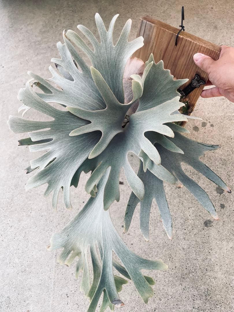 ビカクシダ　P.ghost（ゴースト）子株 ビカクシダ ゴースト ハンズ 子株 (P. ウィリンキーx P.コロナリウム