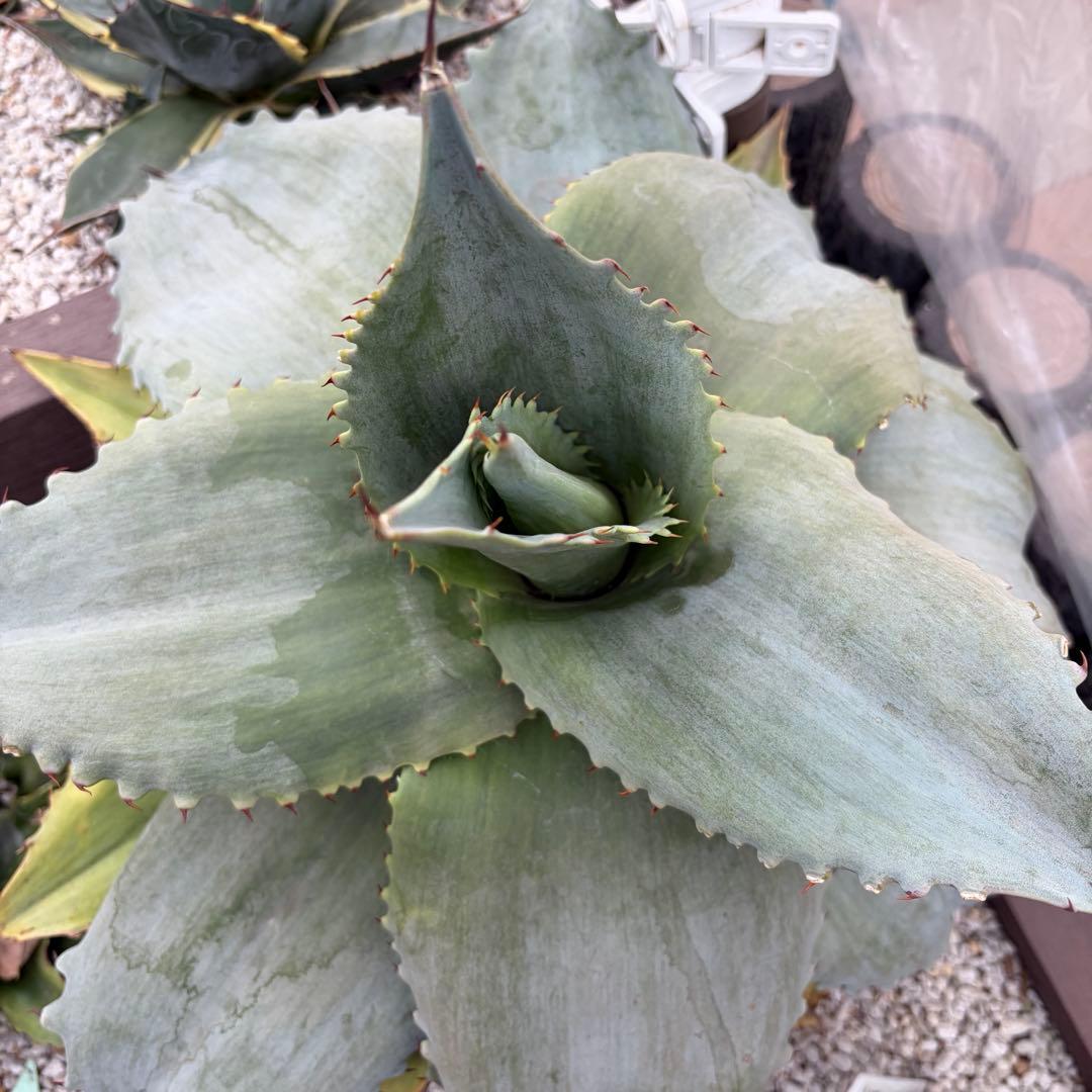 アガベ レア 大株 オバティフォリア縞斑 刷毛斑 フロステッド