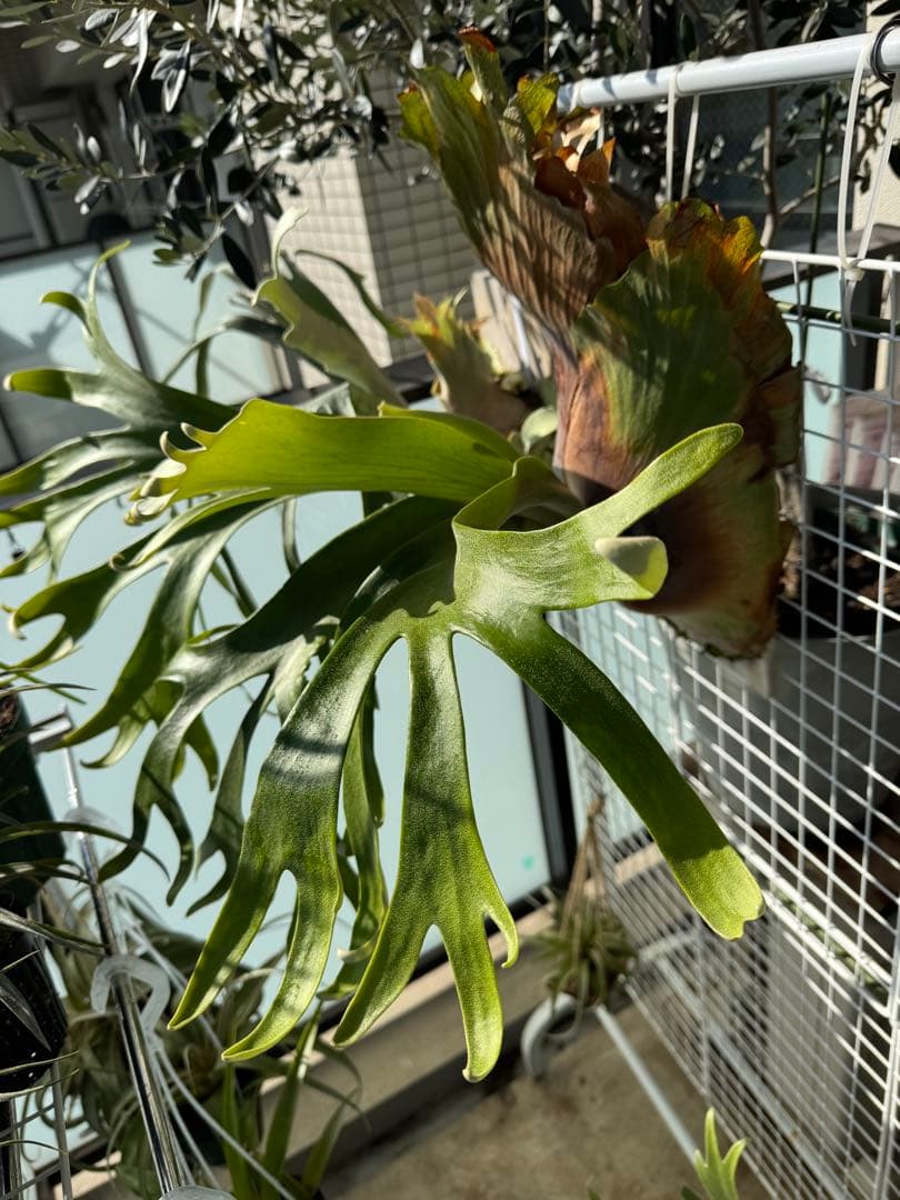 11/15写真更新 ビカクシダ フーンシキ oc - メルカリ