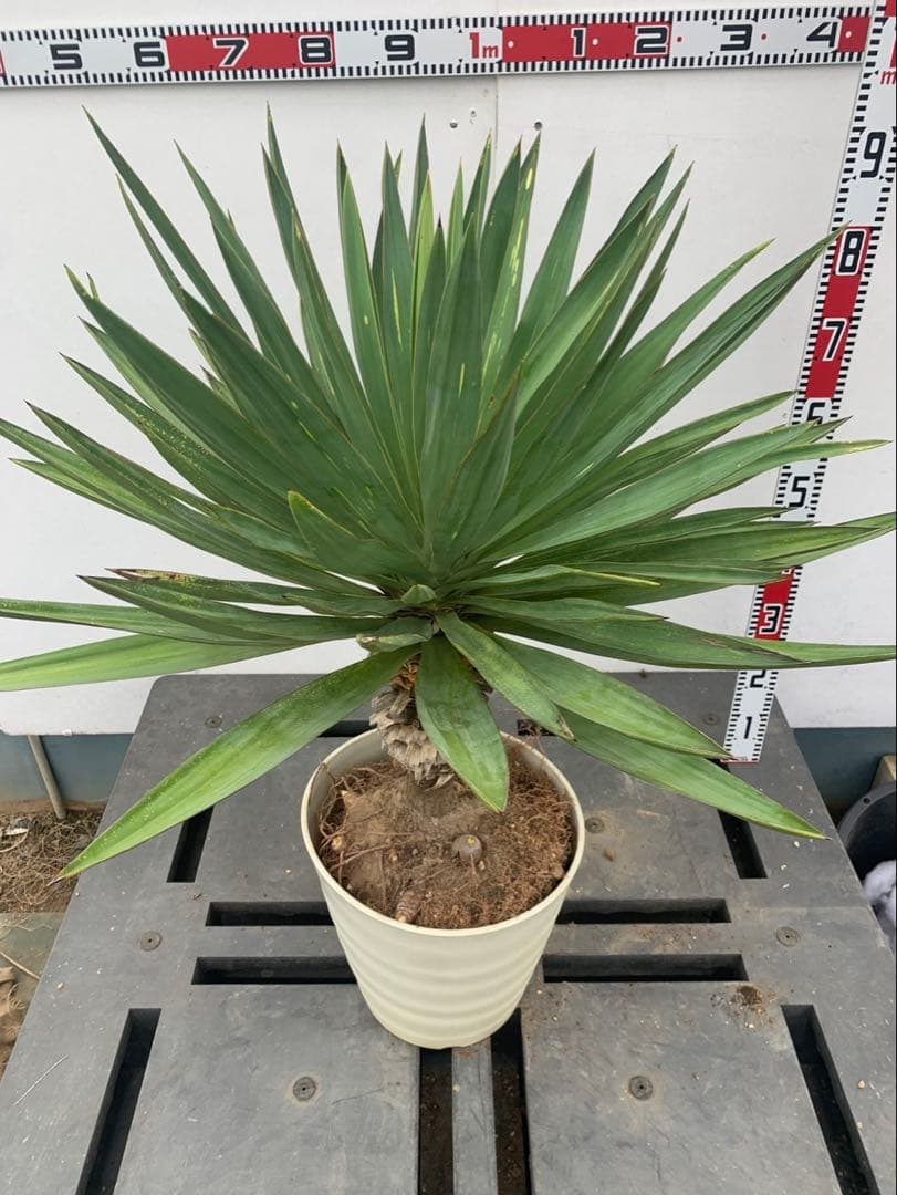 ユッカ　グロリオサ　散り斑　芋付き ユッカグロリオサ 散り斑 鉢植え | ドライガーデン&金魚