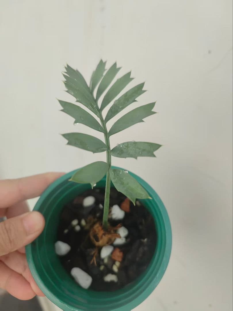 D75新鮮な種 エンセファラルトス・ホリダス 種子1粒 - メルカリ