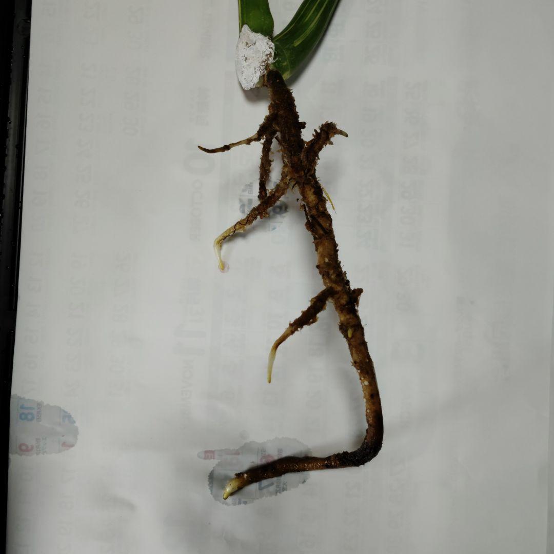 希少 モンステラ タイコン ステレーション スターライト トップ カット 発根済 希少 モンステラ タイコン ステレーション スターライト トップ カット