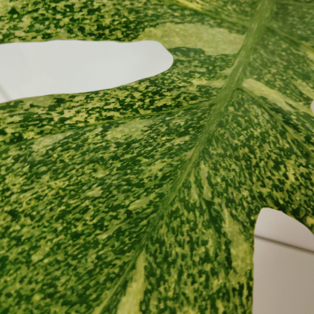 希少 モンステラ タイコン ステレーション スターライト トップ カット