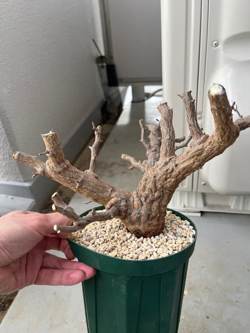 早い者勝ち 超極太 実生パキプス パキプス オペルクリカリアパキプス