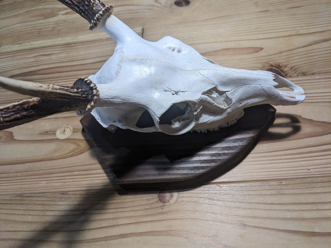 鹿角 壁掛け ハンティングトロフィー 名勝耶馬渓産 鹿の角 有害鳥獣