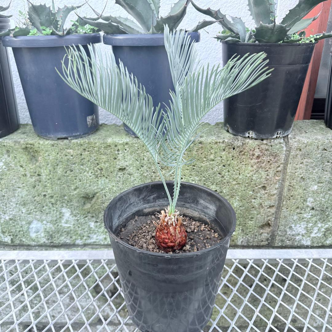 綺麗な赤肌 サイカス カイルンシアナサイズM+ 希少 観葉植物 サイカス カイルンシアナ 秋分の日限定価格。 | mana's farm:塊根植物