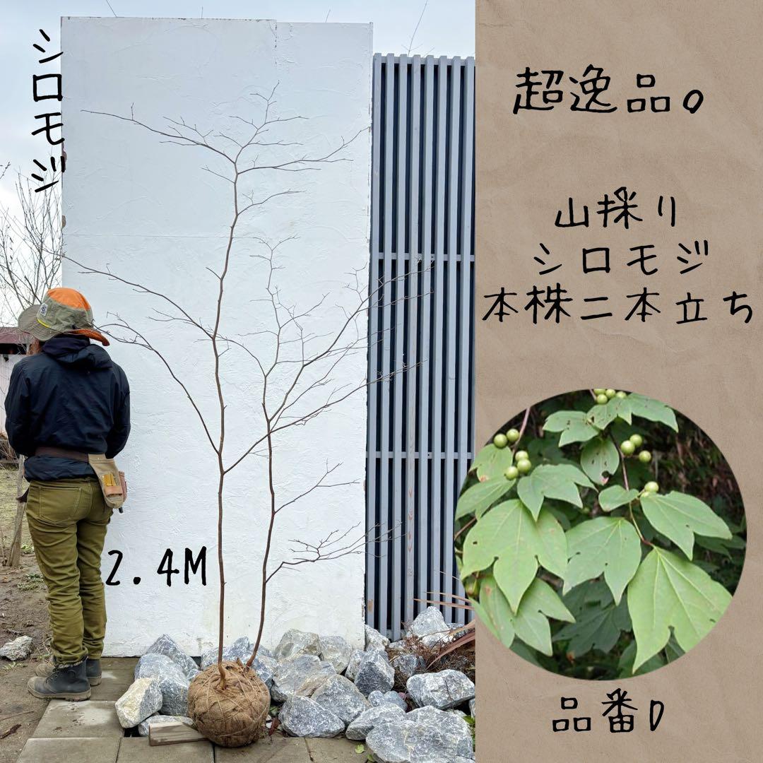 超逸品。山採りシロモジ本株2本立ち2.4M(鉢底から)品番D - メルカリ
