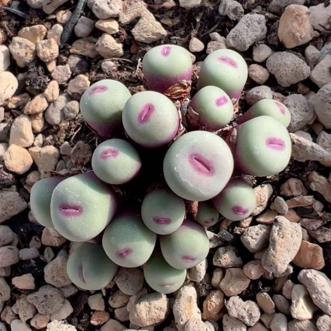 現品 多肉植物 コノフィツム pageae 小型 群生苗 抜き苗 - メルカリ