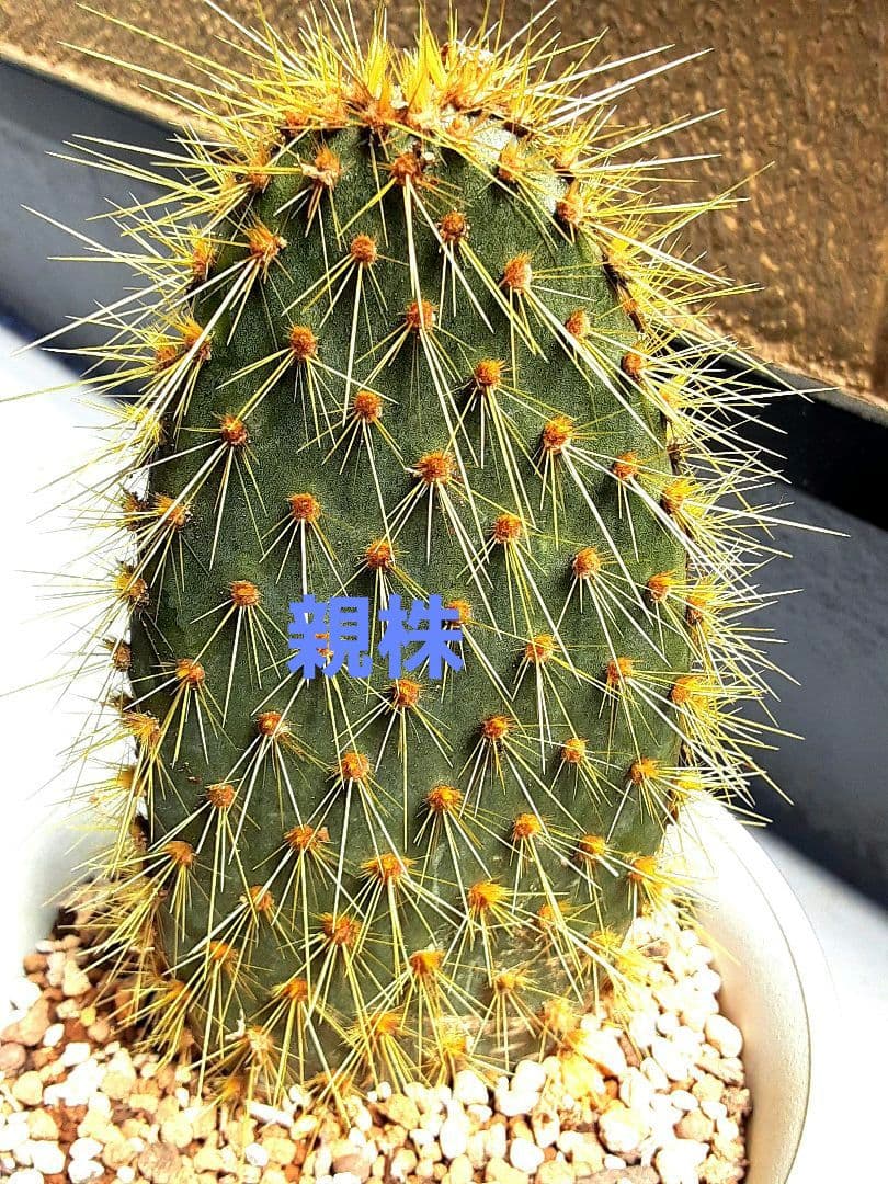 サボテン☆希少レア種☆金棘☆オプンチアエキオス☆ガラパゴス団扇