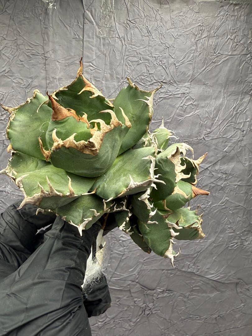 アガベ チタノタ 