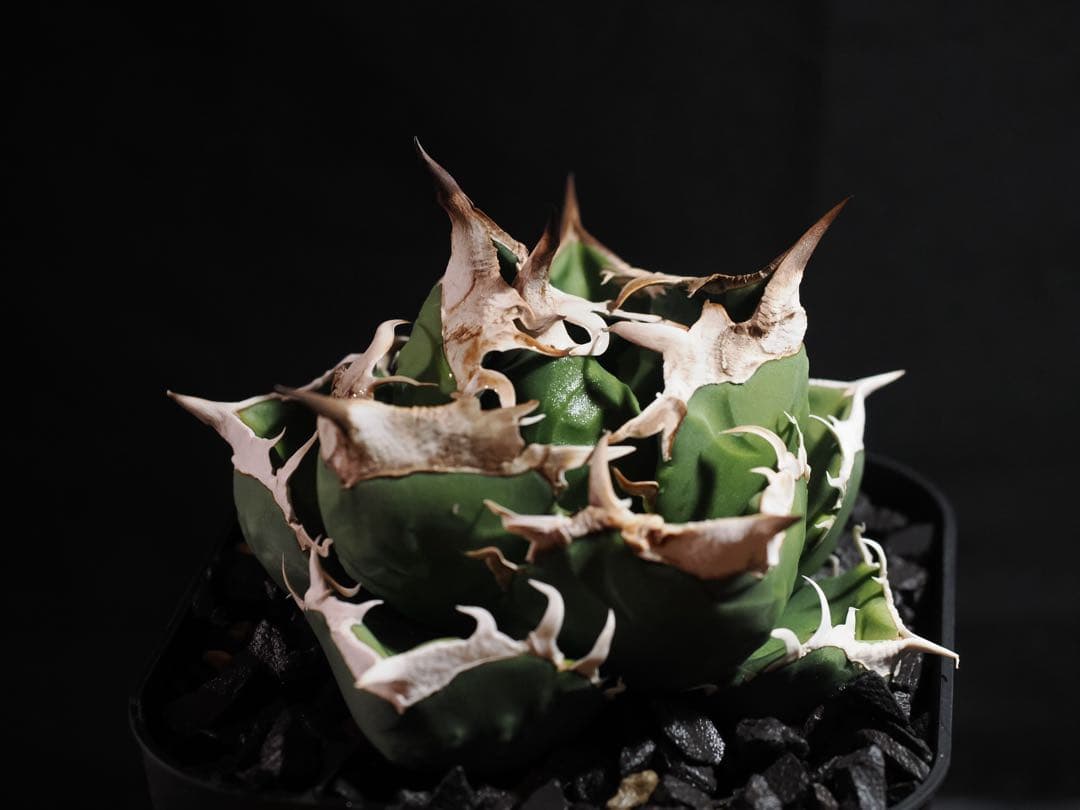 アガベ　SAD OC アガベ チタノタ 南アフリカダイヤモンド SAD ミニ 特選コンパクト OC