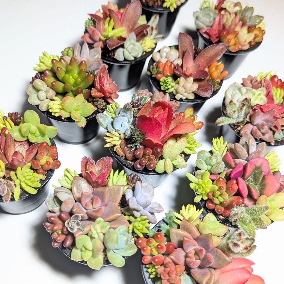 このまま飾れる】多肉植物セダム ちまちまプチ寄せ植えセット【育成