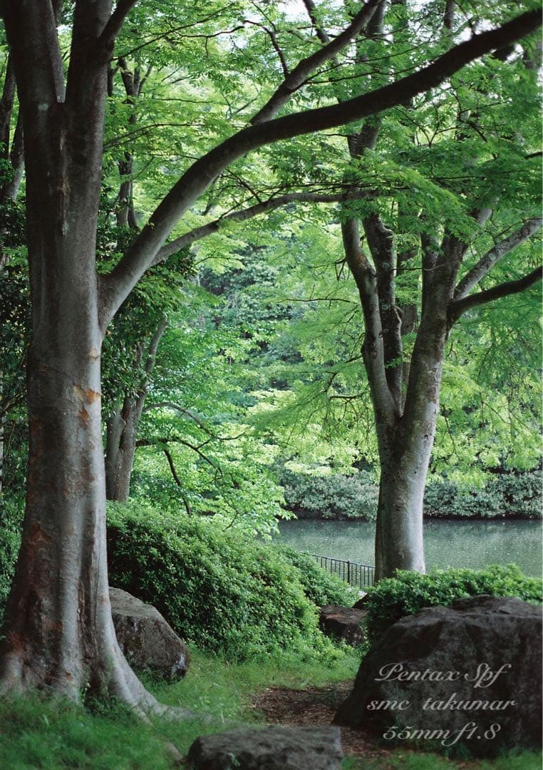 試写作例多数☆pentax spf☆リザード本革ブラウン☆美品＊完動品＊初期