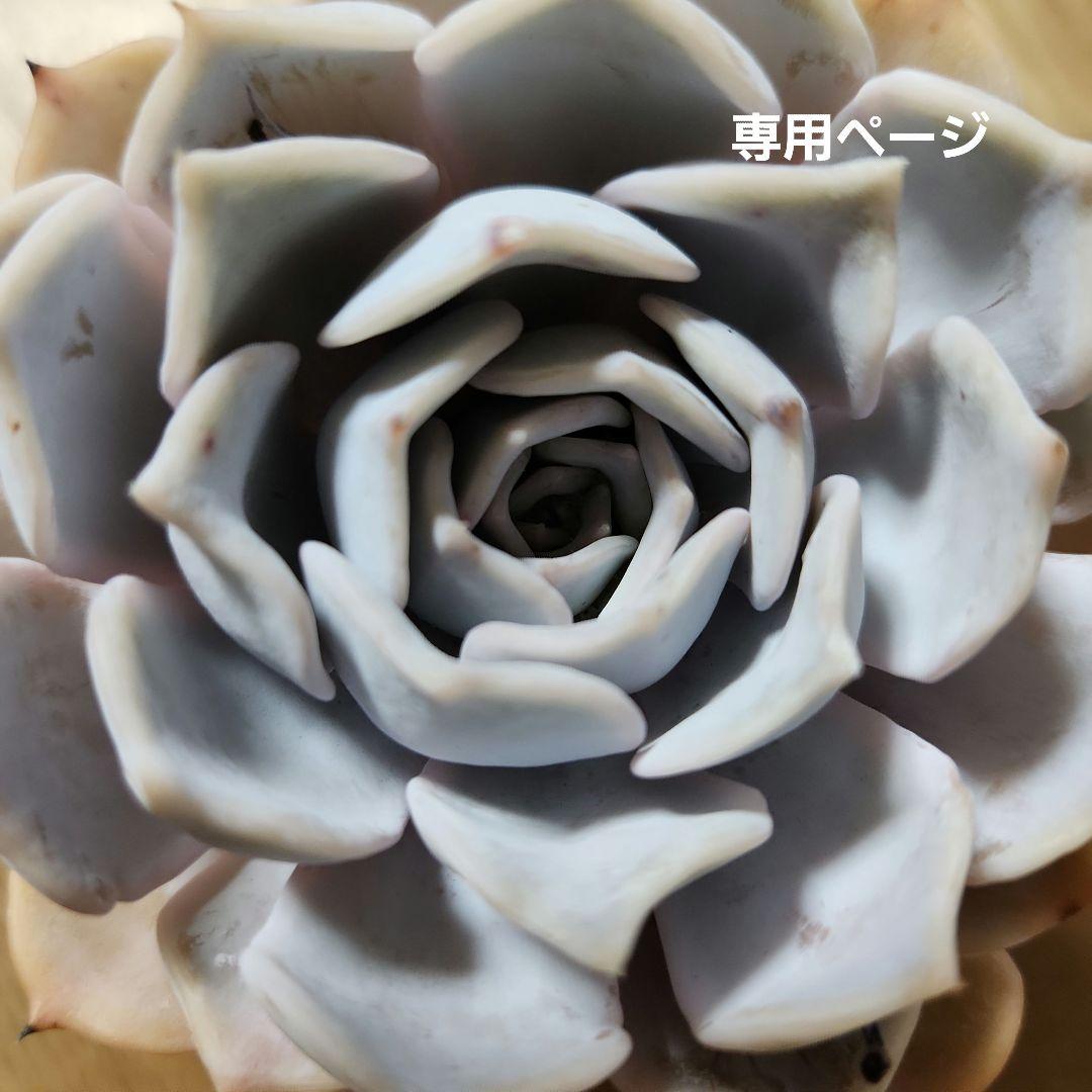 多肉植物寄せ植え 多肉植物の寄せ植えのやり方！水やりは必要？相性のコツも | となりの