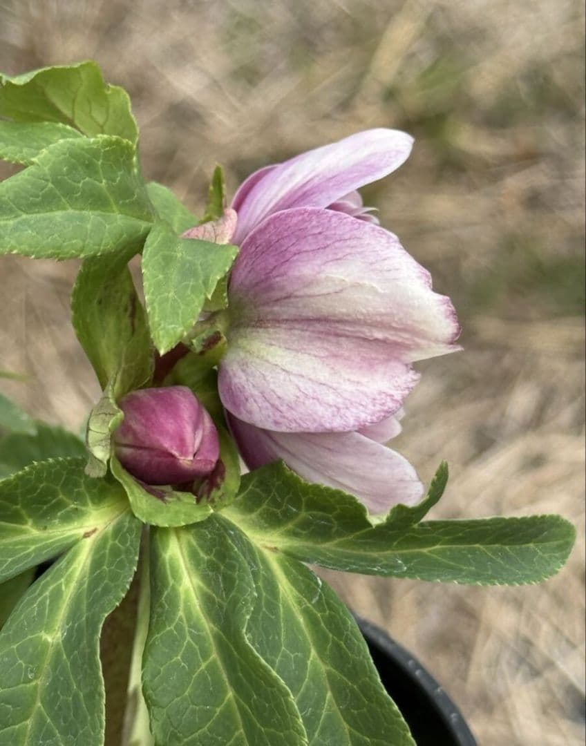 ✭クリスマスローズ:広瀬園芸【ソレイユもどき !?】開花株 - メルカリ