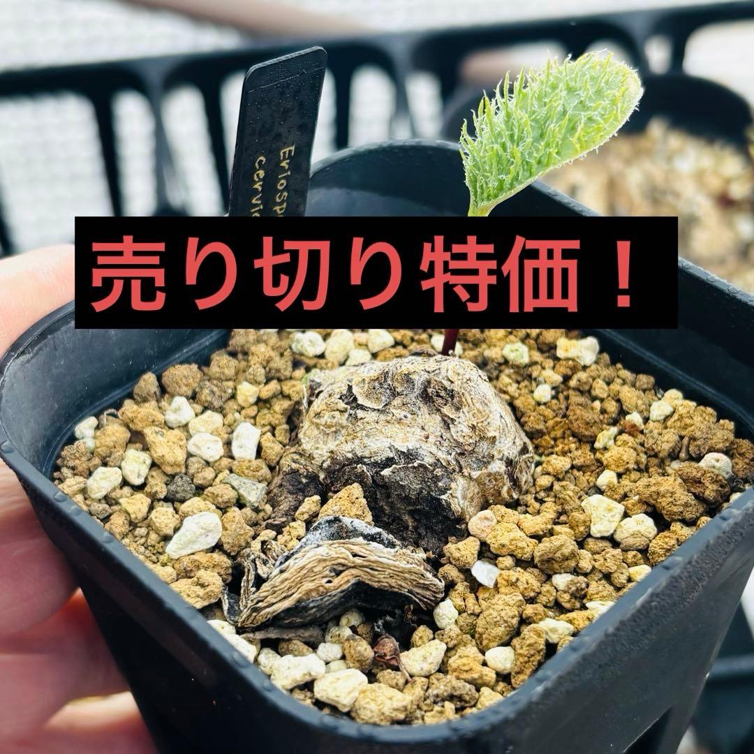 特価！特大 希少 エリオスペルマム ケルビコルネケープバルブ 冬型植物