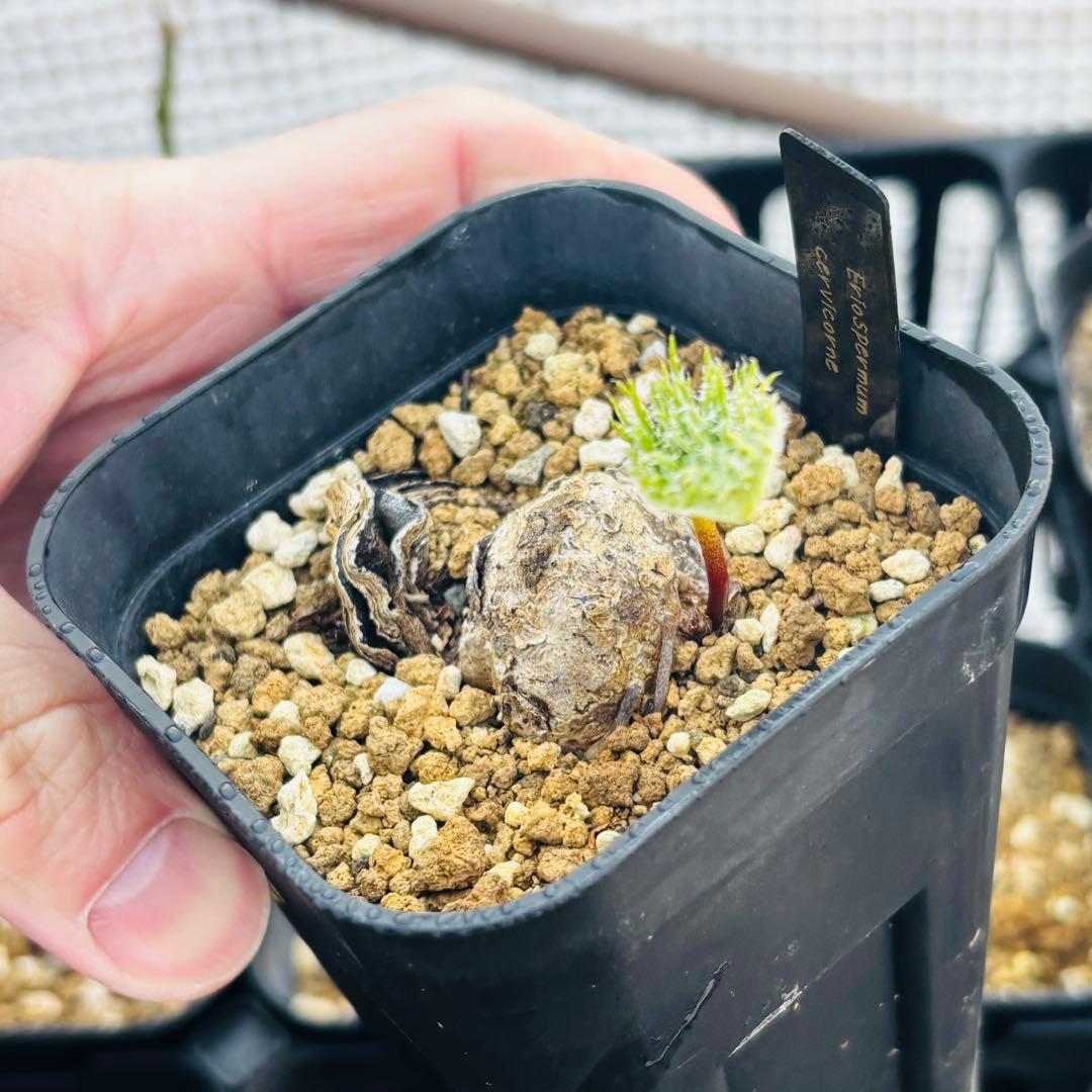 特価！特大 希少 エリオスペルマム ケルビコルネケープバルブ 冬型植物