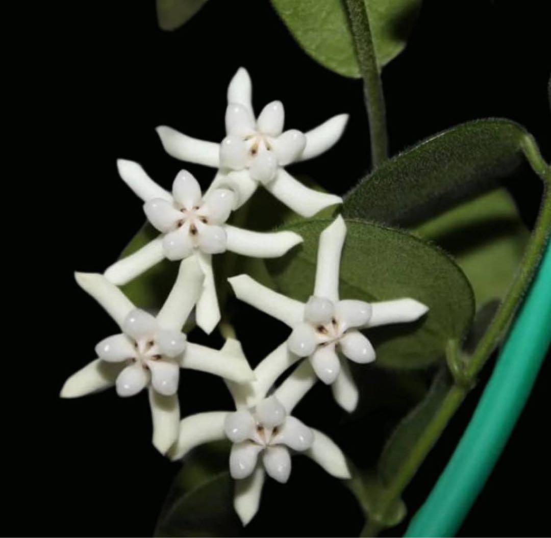 新着 超レア 原種 ホヤ プレアナ サクララン 鉢花 ミニ パルダリウム