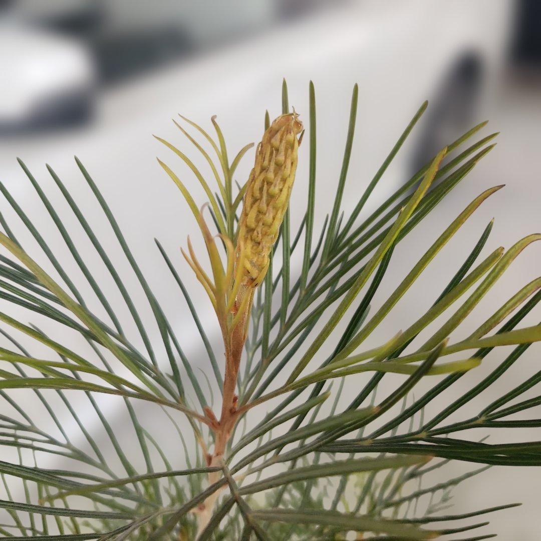 グレビレア・スパイダーマン8号 - メルカリ