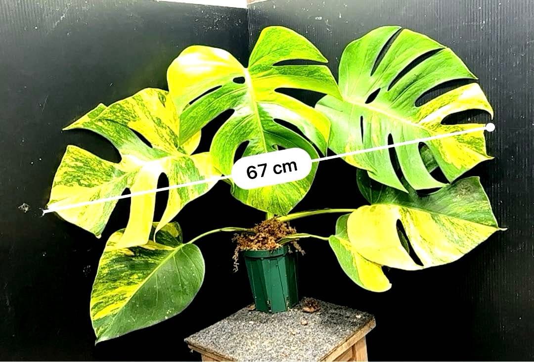 T*o様 斑入りモンステラボルシギアナオーレア黄斑67㎝/検索→イエロー