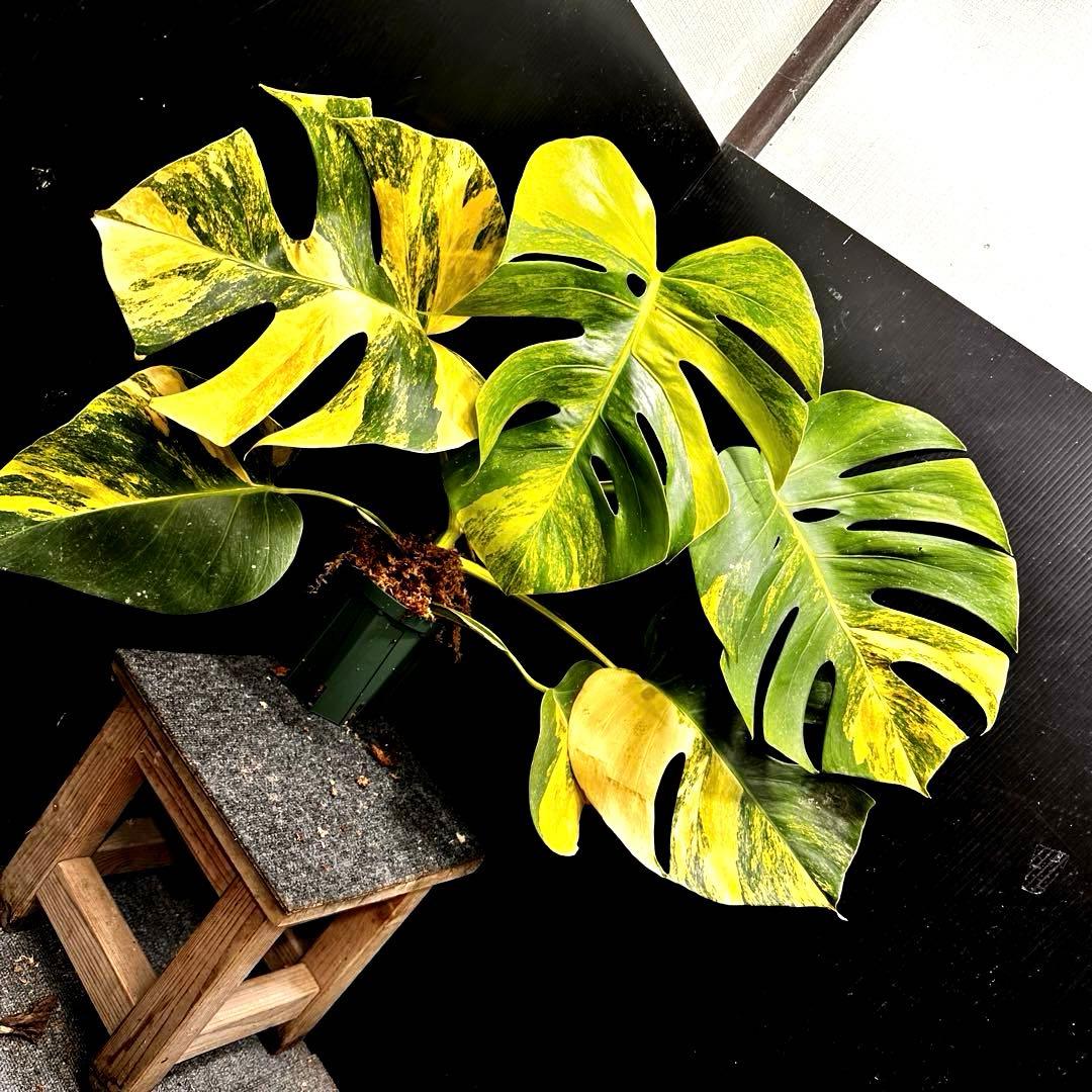 T*o様 斑入りモンステラボルシギアナオーレア黄斑67㎝/検索→イエロー