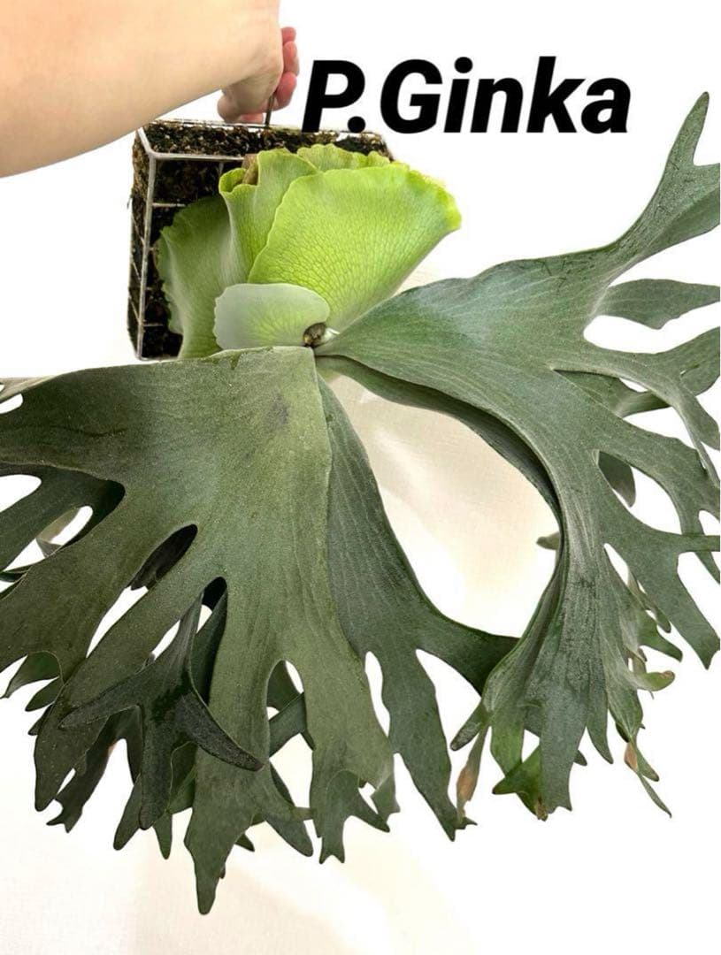 ビカクシダ P.Ginka ギンカ OC - メルカリ