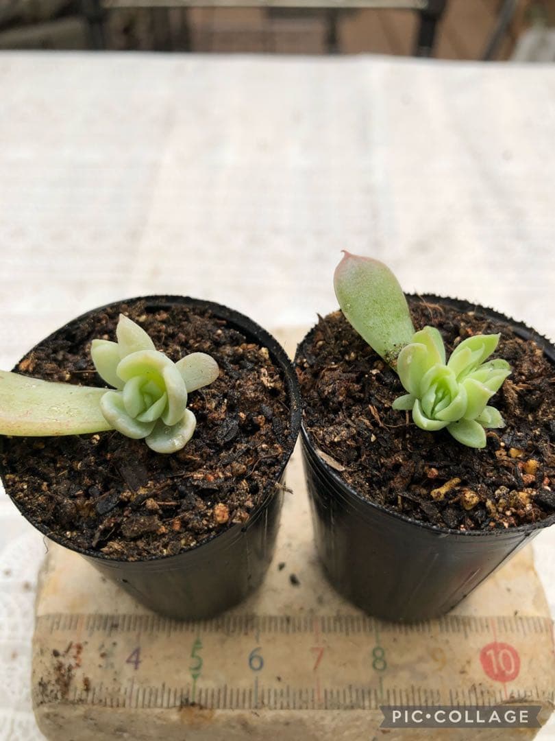 多肉植物 miyaさん苗♡お得セット 多肉植物 メリーベル錦♡小苗