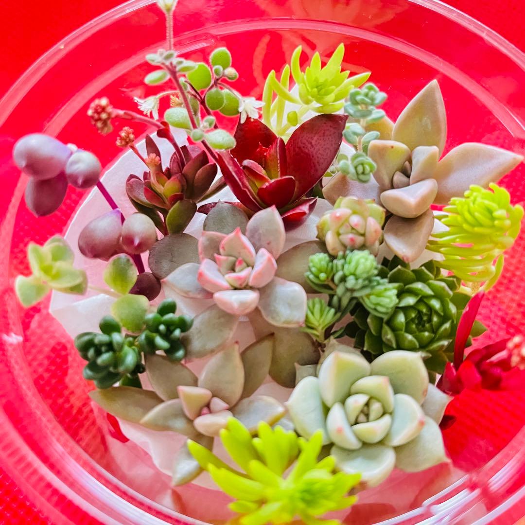 ③寄せ植えセット カット苗 詰め合わせ 多肉植物 - メルカリ