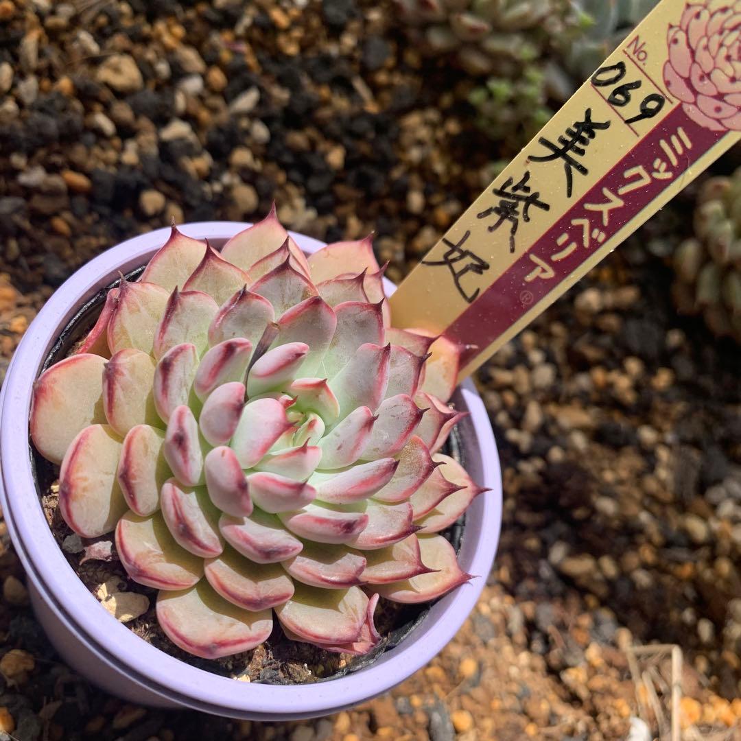 多肉植物おらいさん苗新作069美紫妃 札付きミックスベリア
