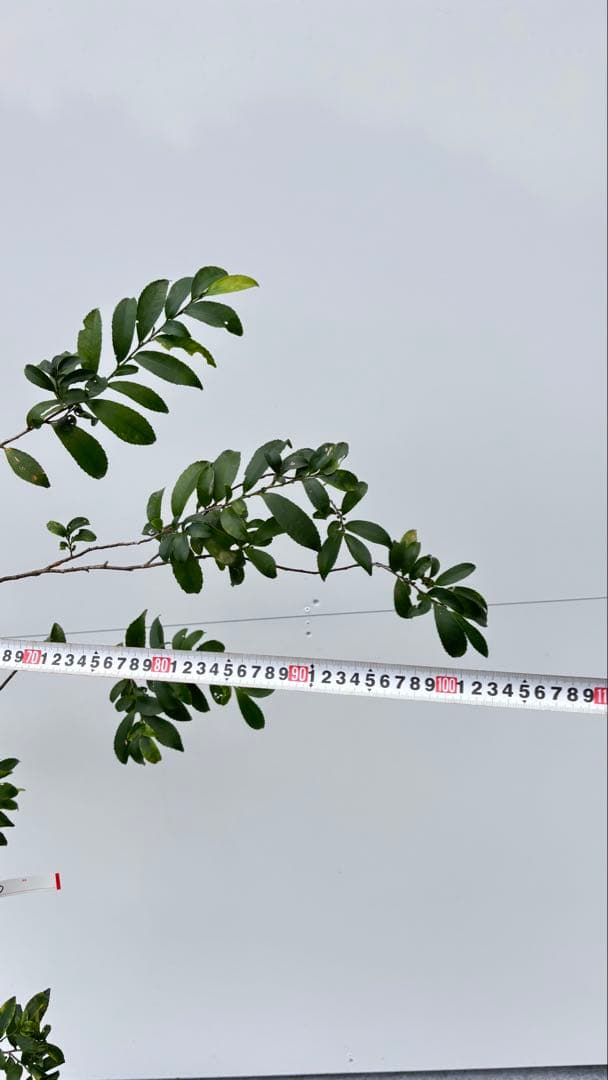 自然な樹形が美しい 山採りの ヒサカキ 690 樹高1.4m位 ヒメサカキ 姫