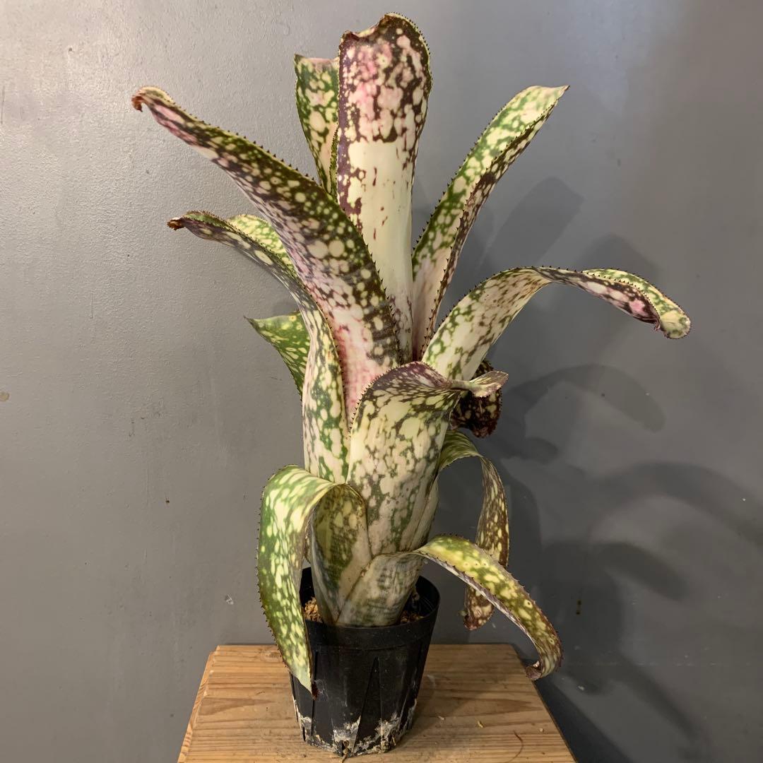 ビルベルギア アリベラ - メルカリ