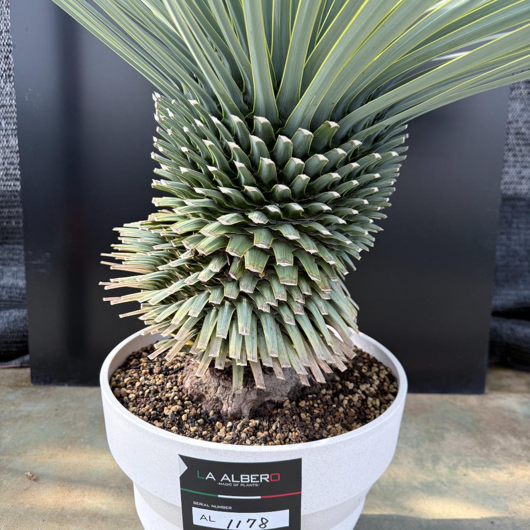 AL1178】ユッカ ロストラータ 超極太 珍品の通販｜www.agarwal-sky