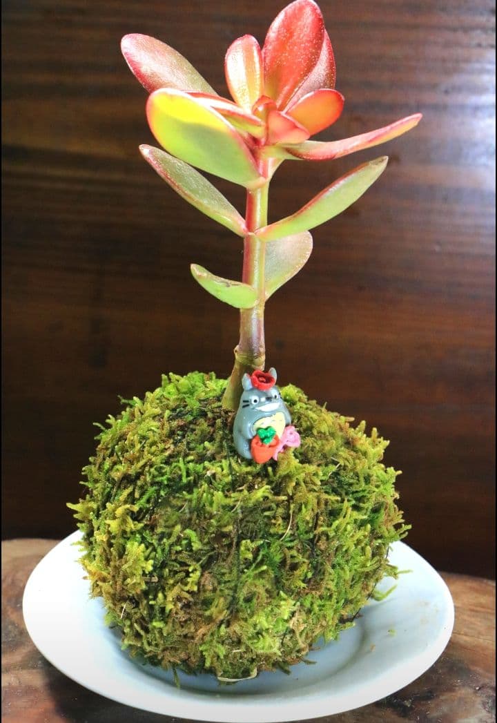 苔テラリウム コケリウム ロボット兵 飛行石 ハイゴケ 心癒す我が家の