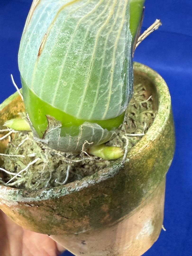 105 タケノコラン　Clowesia 'Queen knight'(OG)