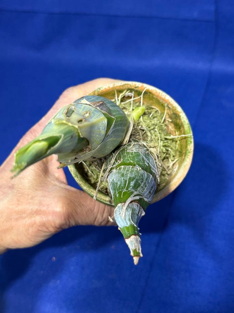 105 タケノコラン　Clowesia 'Queen knight'(OG)