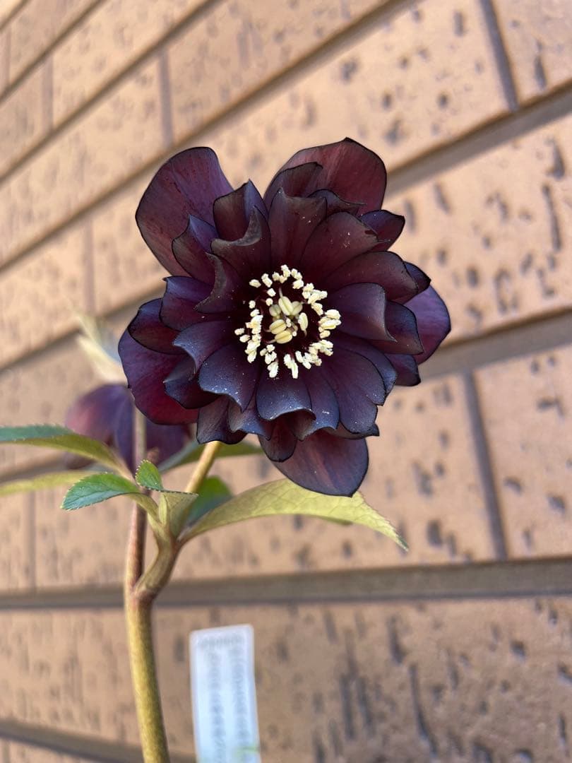 クリスマスローズ グロスダークチョコレート交配 加藤農園 開花株 蕾