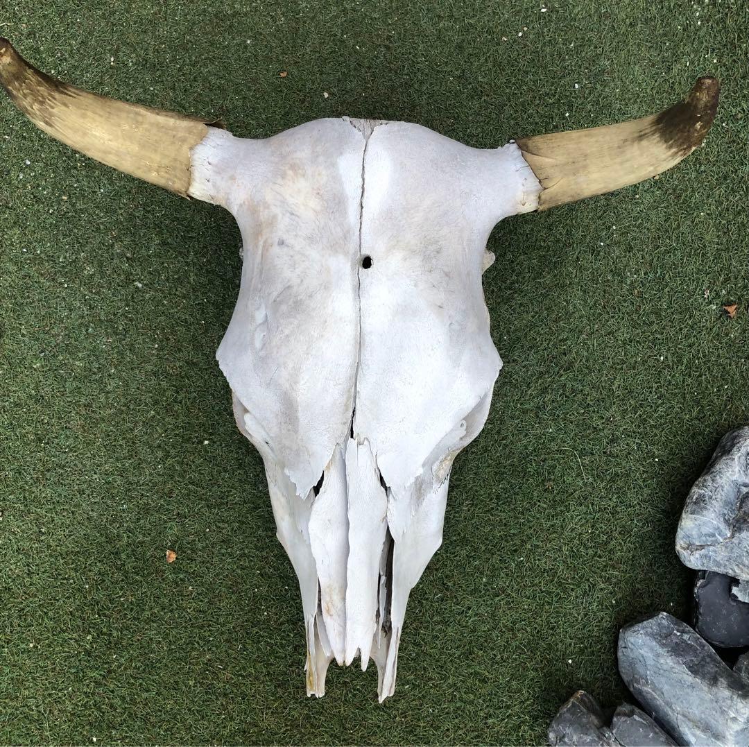 激レア 実物 バッファロースカルヘッド頭蓋骨 - メルカリ