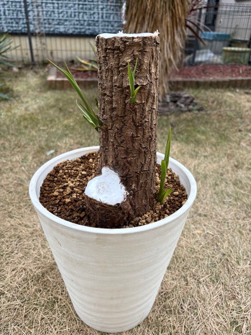 ニオイシュロラン ドラセナ 切り株 ヒコバエ 価格応談致します