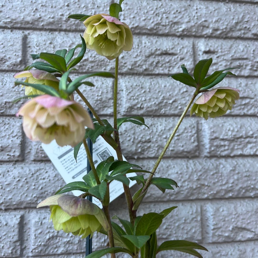 クリスマスローズ ウィンターシンフォニー - メルカリ