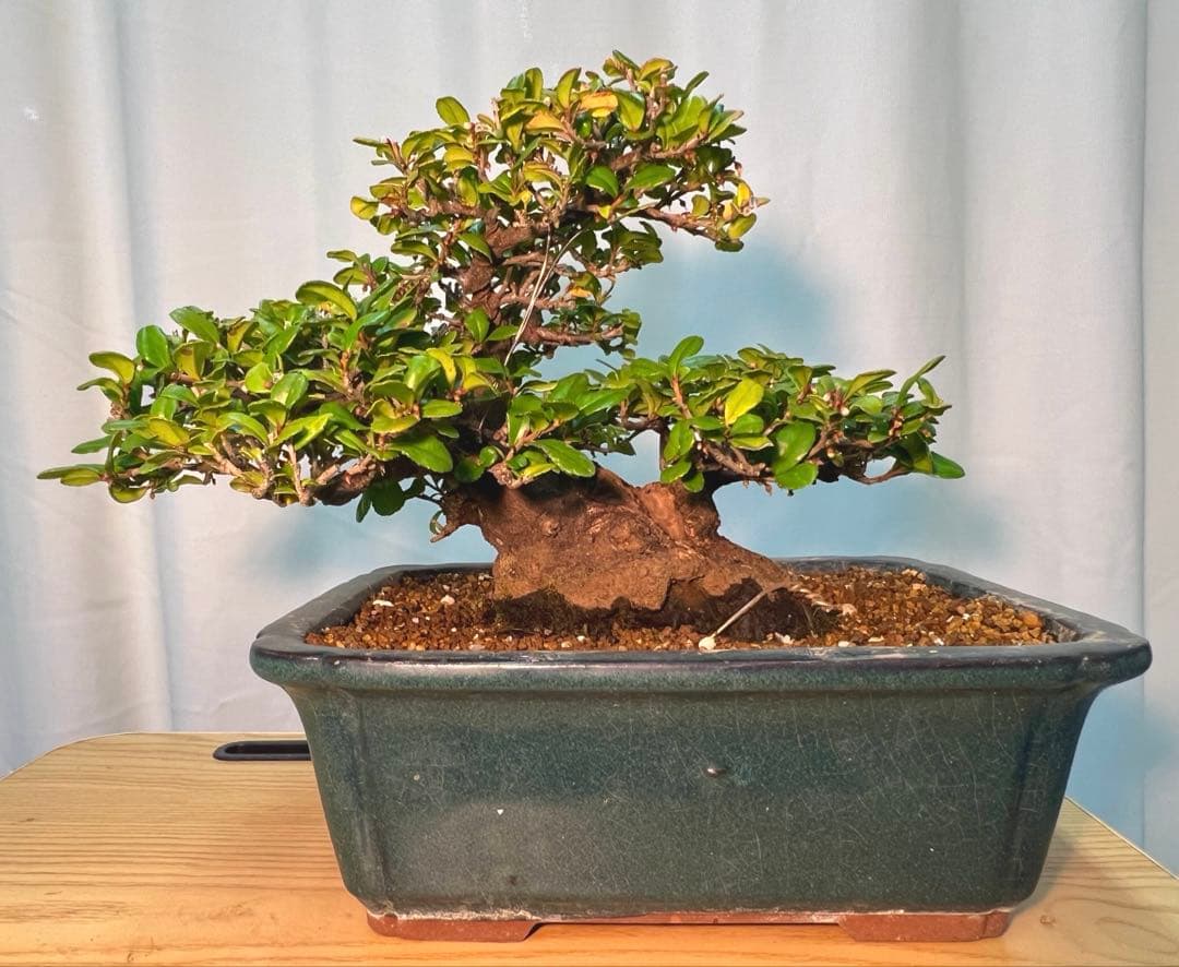 ハマヒサカキ　幹凄く太いです 000000002751-01.jpg?size=l&w=