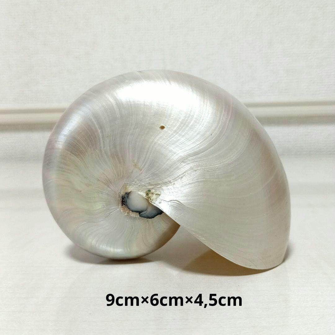 オウムガイ オウム貝 パール 貝殻 置物 オブジェ 標本 インテリア Ome