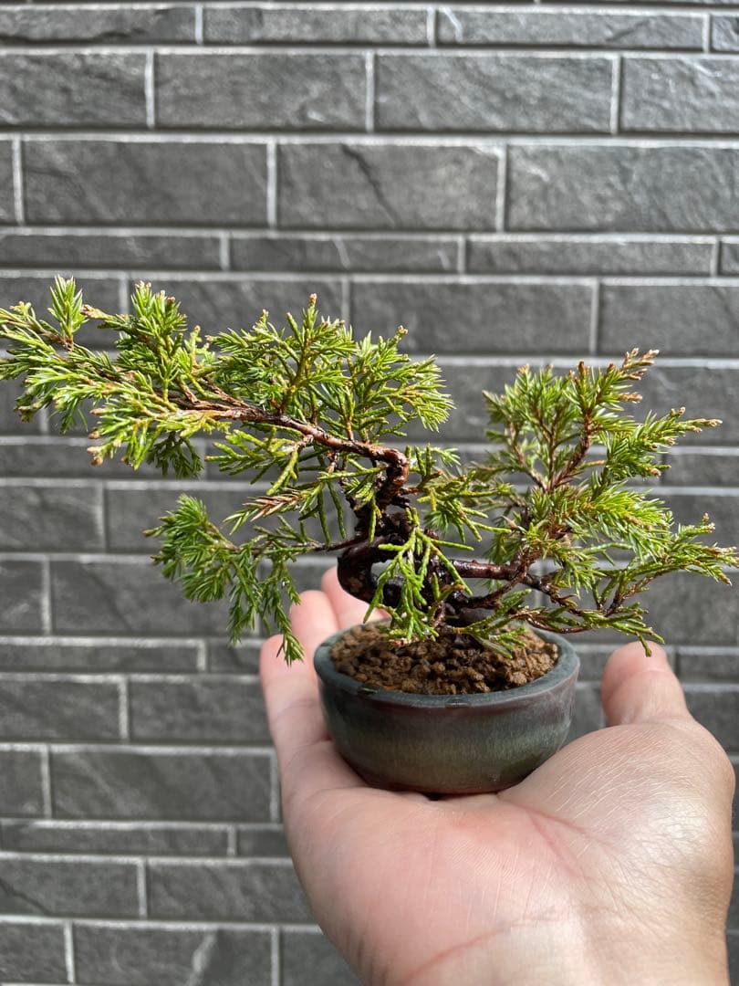 真柏 豆盆栽 五葉松/黒松/赤松/松柏/杜松 - メルカリ