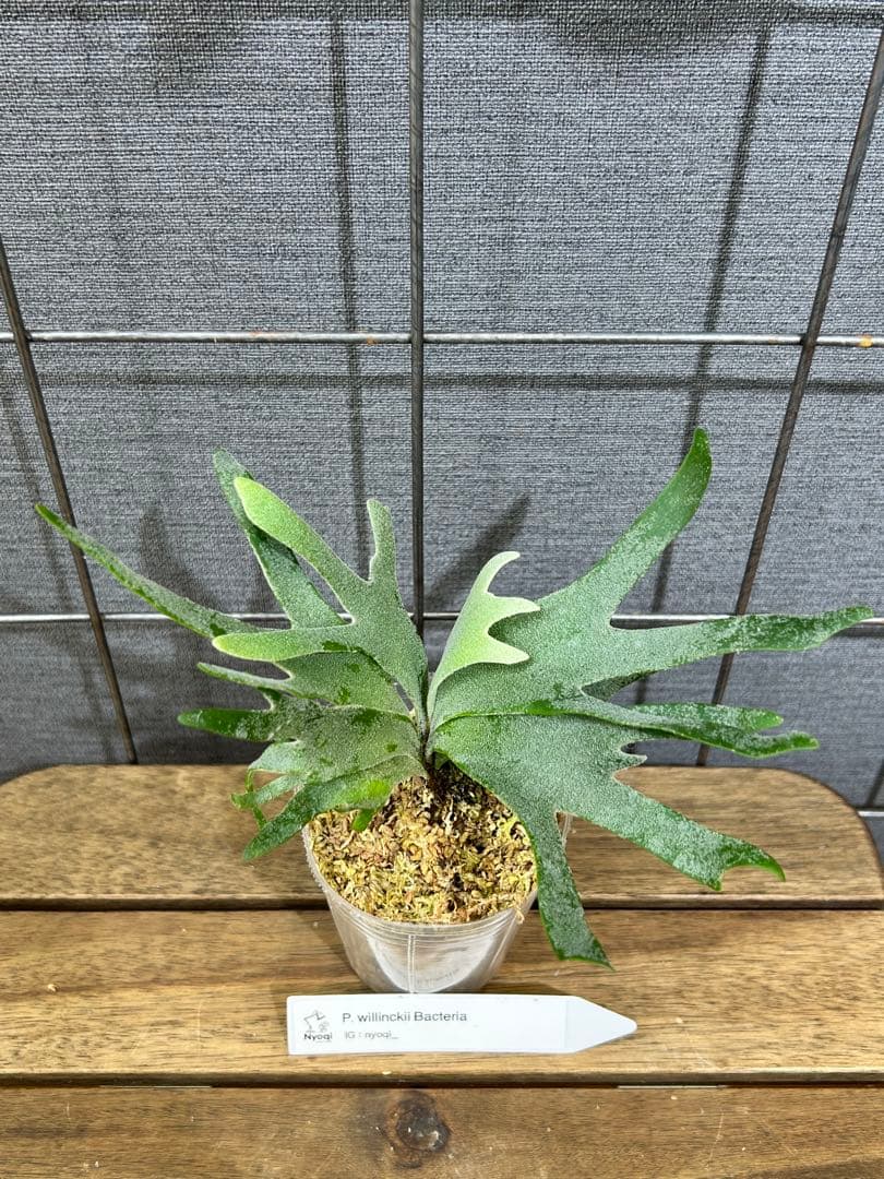 mape おまとめP. Bacteria (TC)【51】【41】【40】 mape おまとめP. Bacteria (TC)【51】【41】【40】 2026年最新