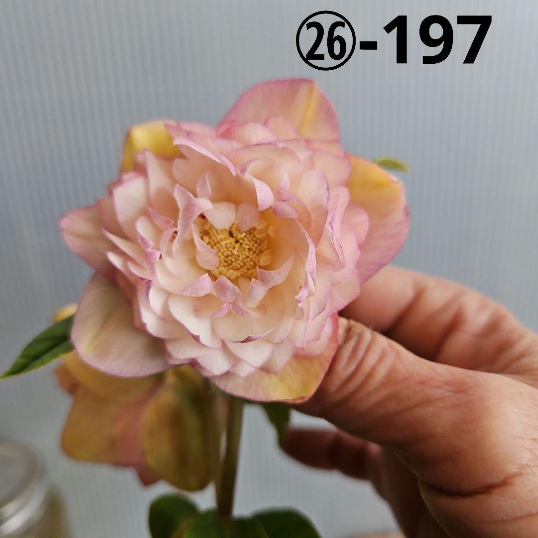 KinaRi様ご購入苗㉖-197㉖-204クリスマスローズ クリスマスローズ 開花苗 160 薄紅ダブル : 花郷園 KAGOEN NURSERY